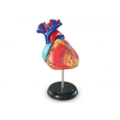 MODELO ANATOMICO DEL CORAZON - HEART MODEL-JuguetesEstrella-CIENCIA, ROBOTICA Y TECNOLOGÍA